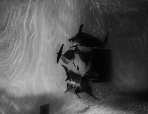 Title: Untitled (Dolphins).<br />
2013<br />
25x30cm<br />
inkjet print, Diasec (30mm).<br /> Monsters, Dark Mills & Angels