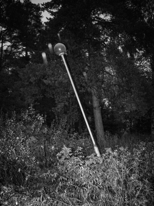 web_street_(untitled) Lamp & Bush<br>2014<br>22<br>5x30cm<br>Inkjet print, Framedlight_225x300mm_PNN9162