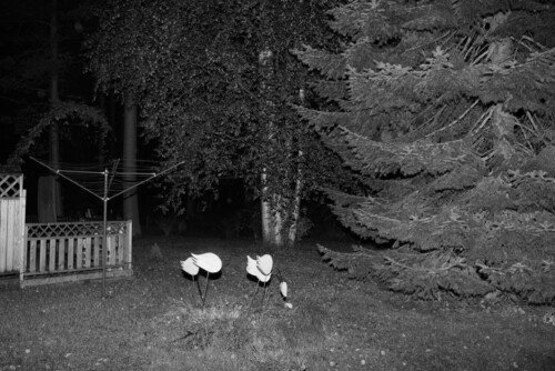 (untitled) Yard Birds<br>2014<br>75x50cm<br>Inkjet print, Framed